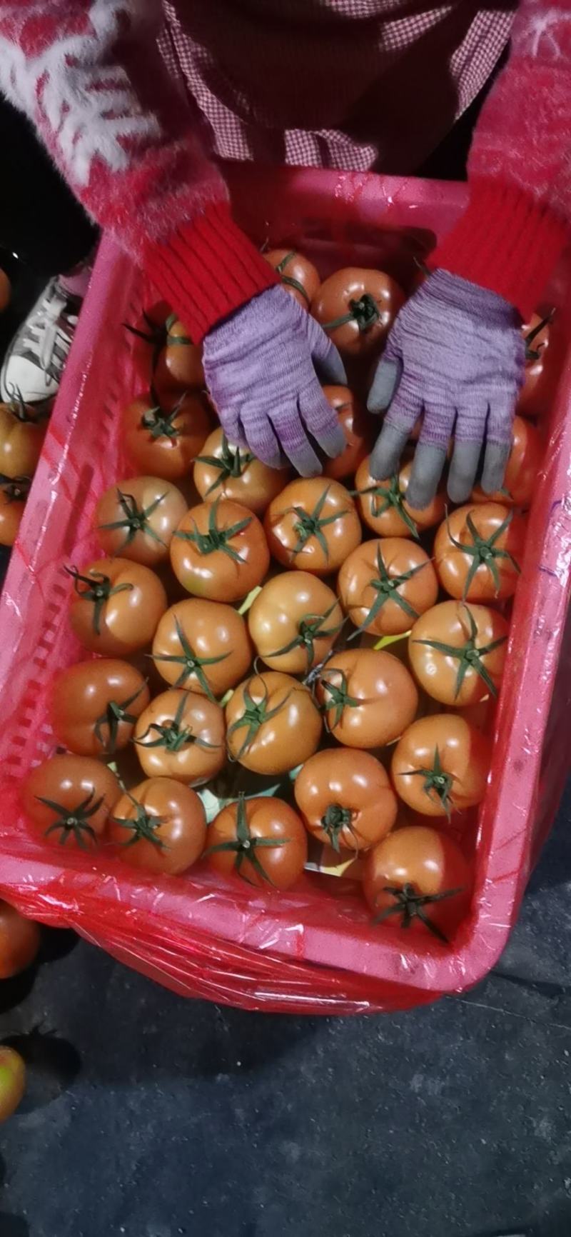 （西红柿基地）山东莘县精品大红西红柿（产地）
