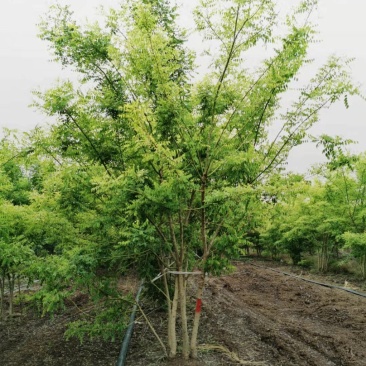 丛生黄金槐200/300/400/500/600规格齐全