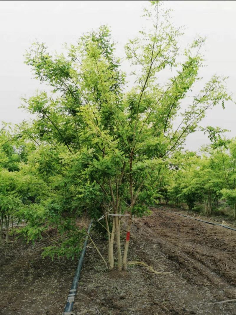 丛生黄金槐200/300/400/500/600规格齐全
