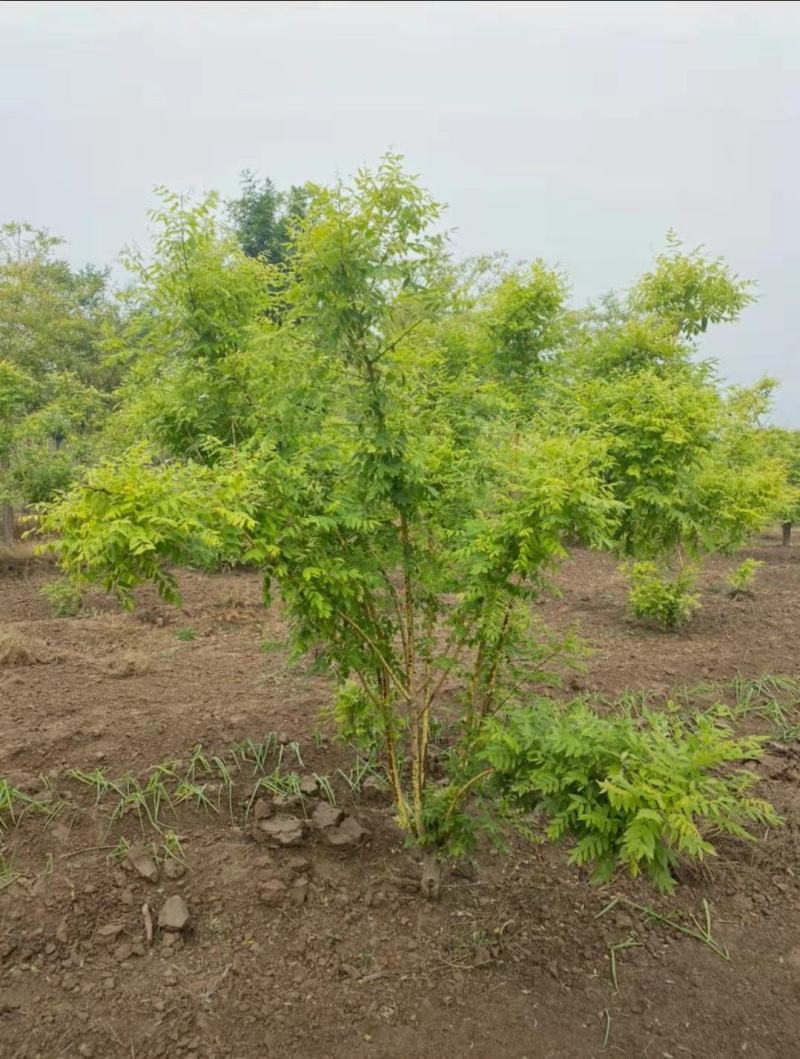 丛生黄金槐200/300/400/500/600规格齐全