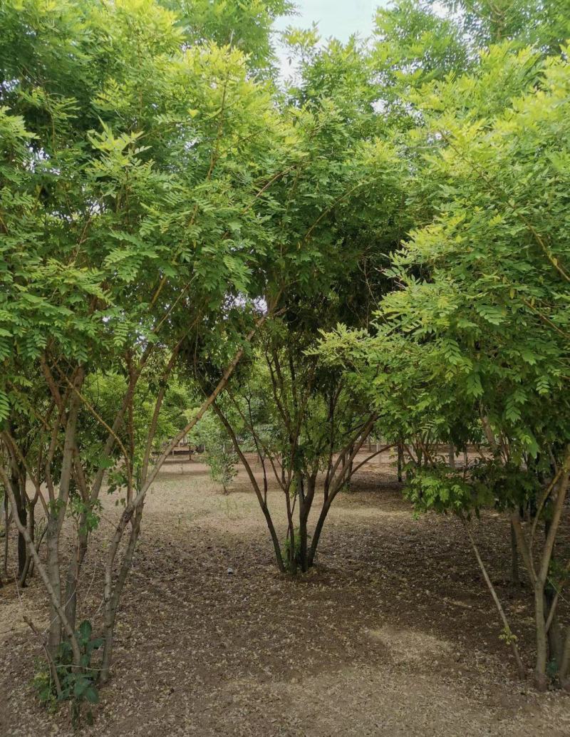 丛生黄金槐200/300/400/500/600规格齐全