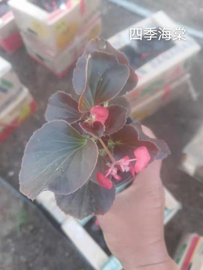 佛甲草孔雀草串红鸡冠花各种草花时令花