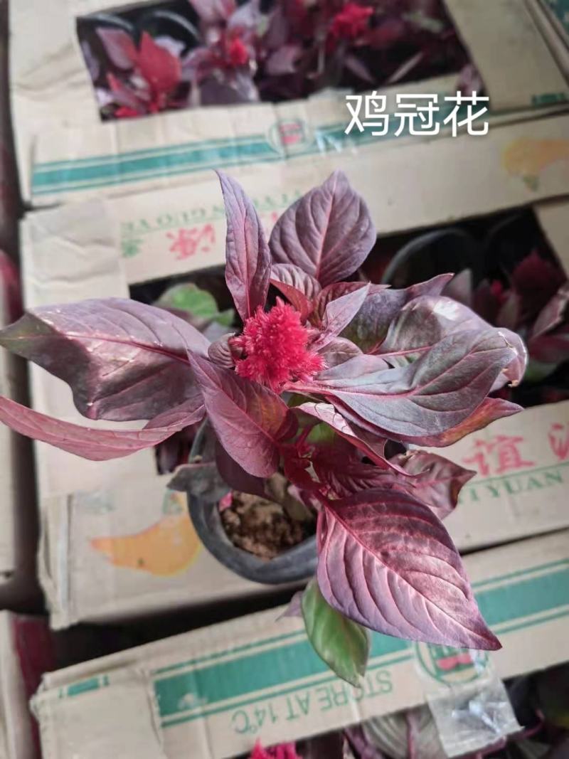 佛甲草孔雀草串红鸡冠花各种草花时令花