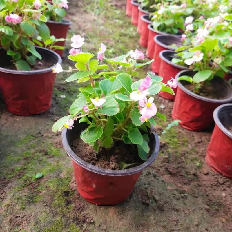 佛甲草孔雀草串红鸡冠花各种草花时令花