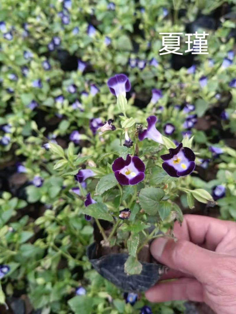 佛甲草孔雀草串红鸡冠花各种草花时令花