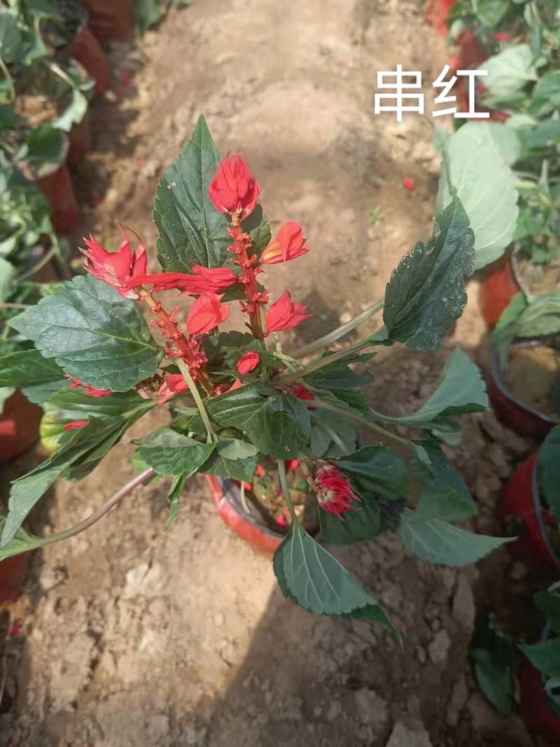 佛甲草孔雀草串红鸡冠花各种草花时令花