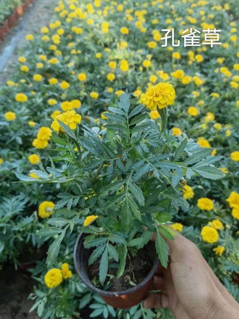 佛甲草孔雀草串红鸡冠花各种草花时令花
