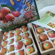 辽宁省鞍山海城市南果梨大量有货，高中低档包装支持一件代发