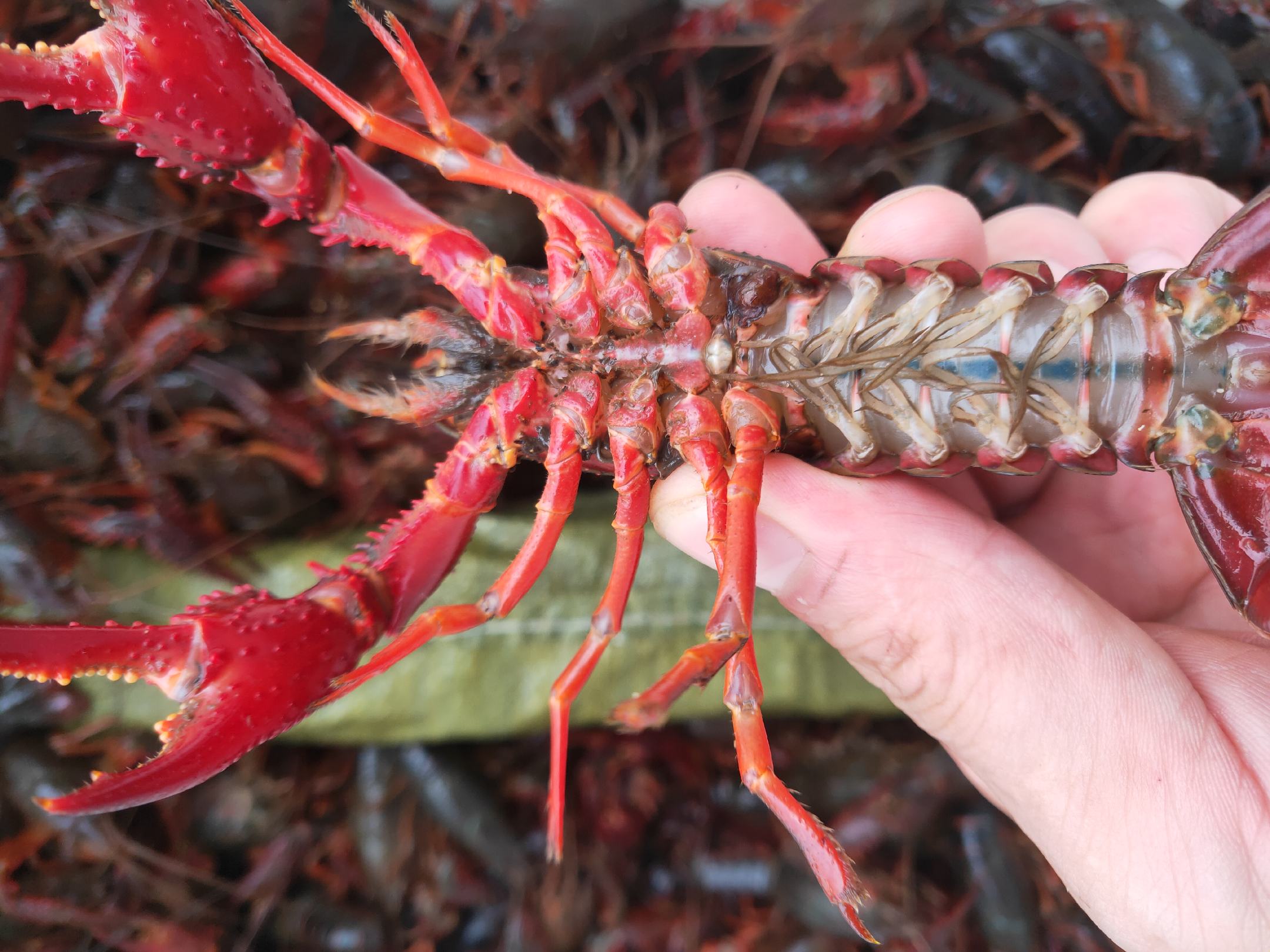 一幅清晰的地图展示江苏省淮安市盱眙县的地理位置,标注其位于洪泽湖南岸、淮河中游南岸,周围有铁山寺国家森林公园、天泉湖等生态保护区,地图上用红色高亮显示盱眙县域范围,并配有‘中国龙虾之乡’字样标识 盱眙县地理区位图