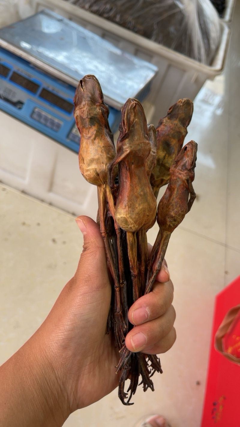 林蛙中药材林蛙干货实图拍摄