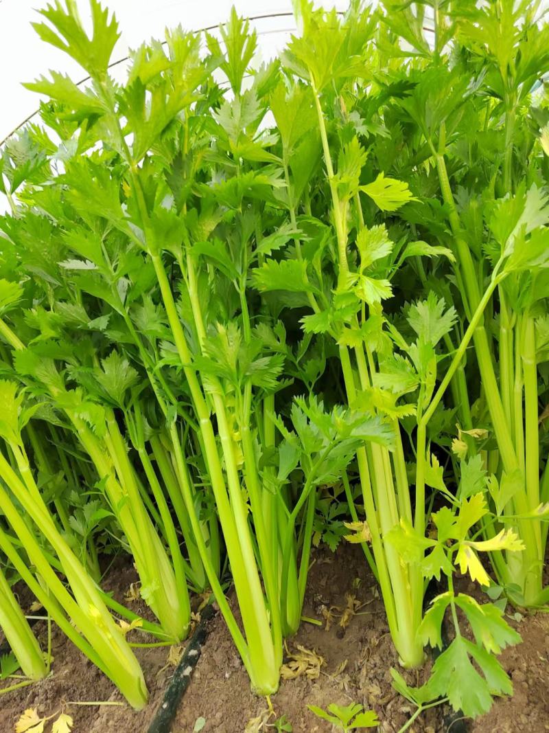 芹菜