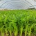 芹菜