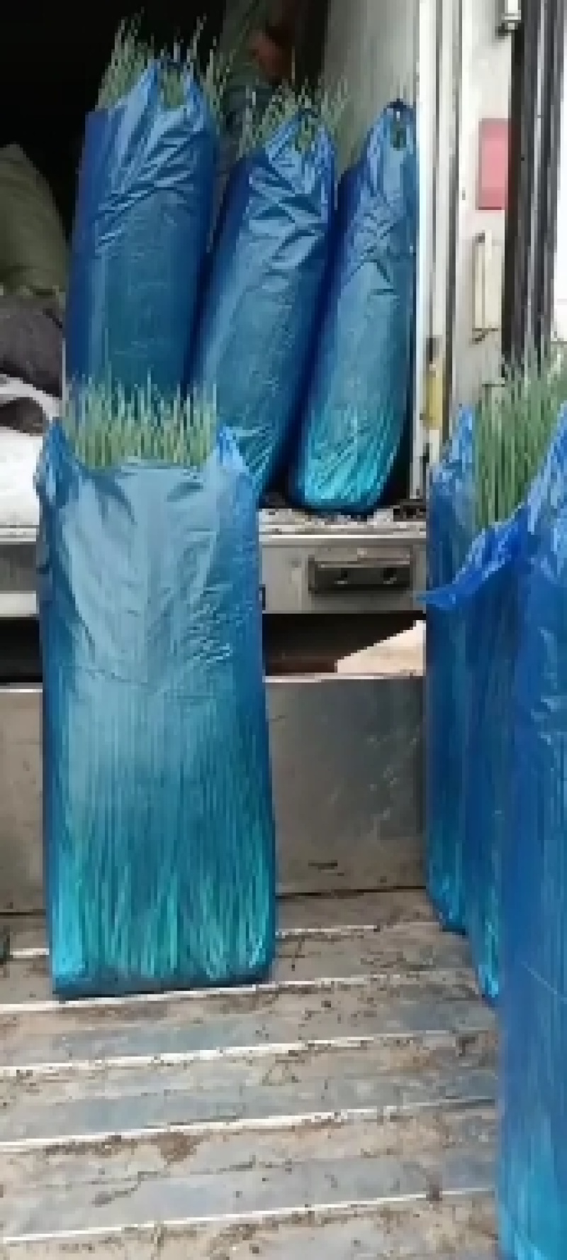 精品吉林小葱，保质保量，量大从优，全国发货，欢迎咨询