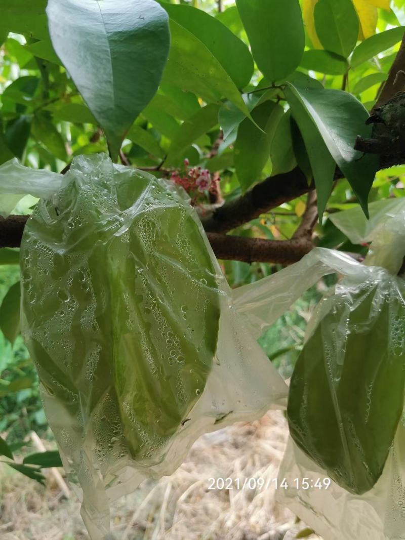 香蜜杨桃，清甜爽口，自产自销发票对接欢迎各大电商平台对接