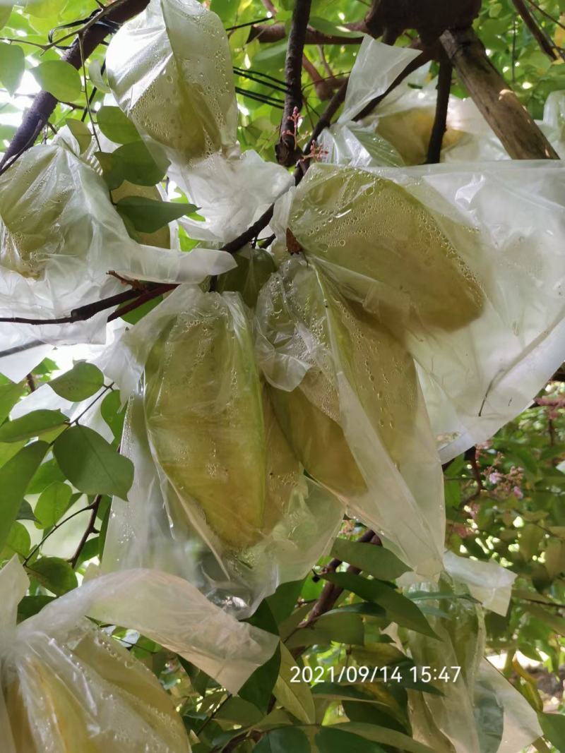 香蜜杨桃，清甜爽口，自产自销发票对接欢迎各大电商平台对接