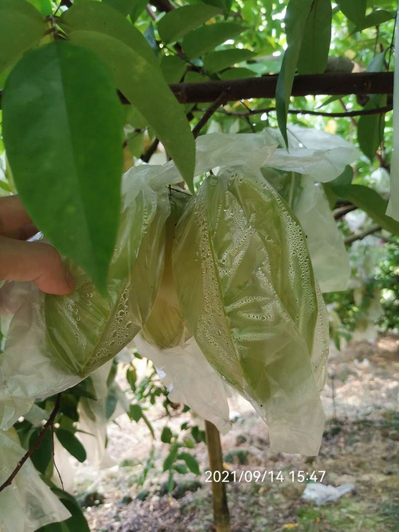 香蜜杨桃，清甜爽口，自产自销发票对接欢迎各大电商平台对接