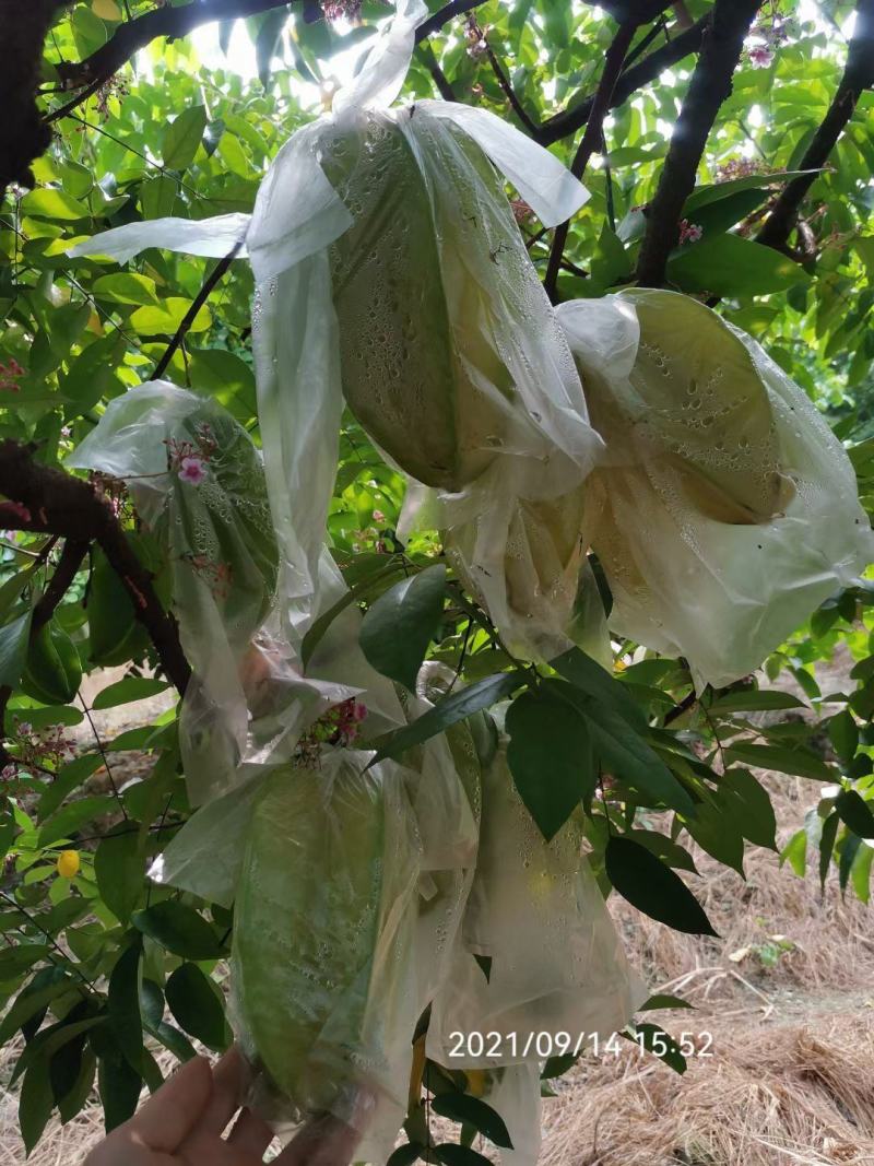香蜜杨桃，清甜爽口，自产自销发票对接欢迎各大电商平台对接