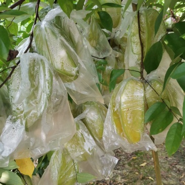 香蜜杨桃，清甜爽口，自产自销发票对接欢迎各大电商平台对接
