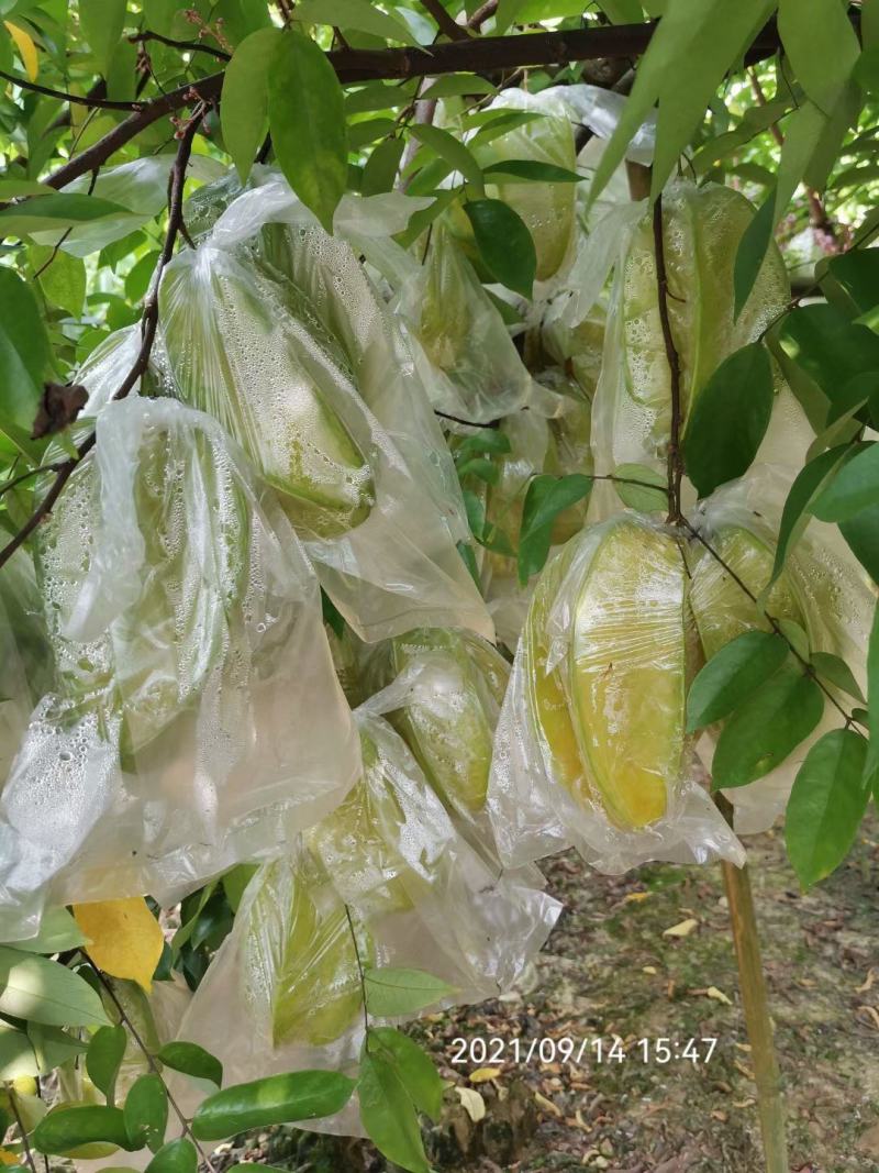 香蜜杨桃，清甜爽口，自产自销发票对接欢迎各大电商平台对接