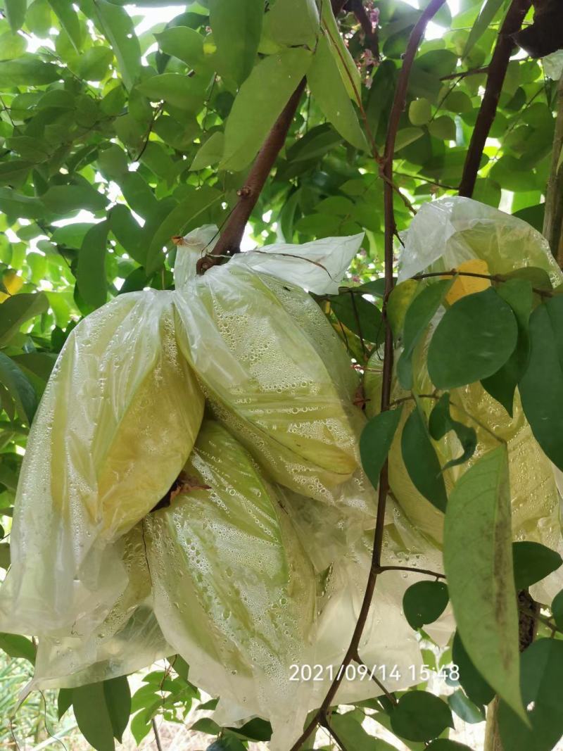 香蜜杨桃，清甜爽口，自产自销发票对接欢迎各大电商平台对接