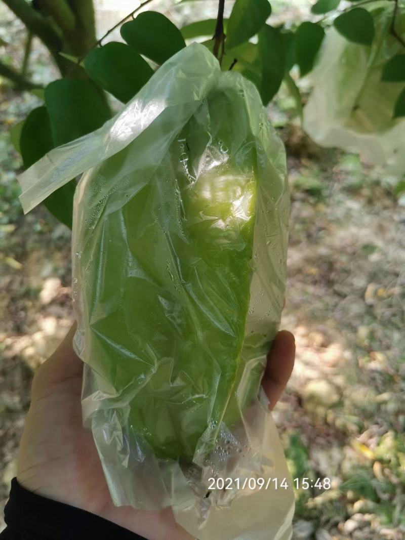 香蜜杨桃，清甜爽口，自产自销发票对接欢迎各大电商平台对接