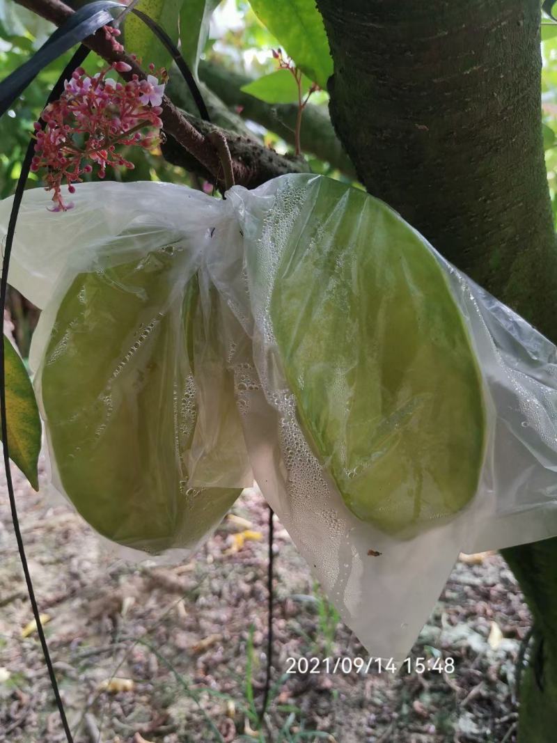 香蜜杨桃，清甜爽口，自产自销发票对接欢迎各大电商平台对接