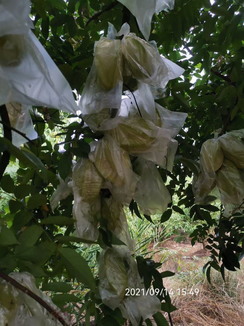 香蜜杨桃，清甜爽口，自产自销发票对接欢迎各大电商平台对接