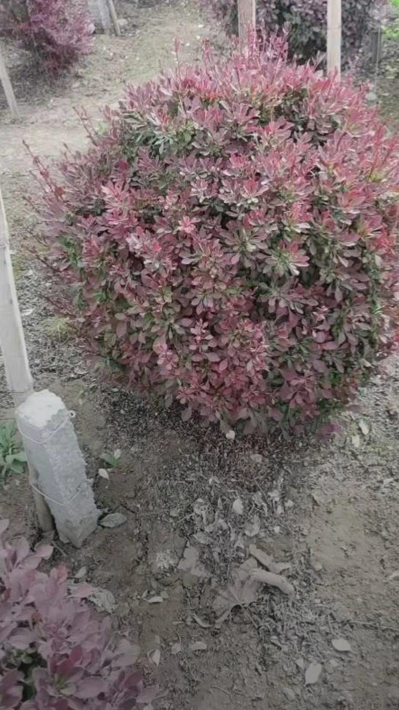 红叶小檗球35/40/50/60规格齐全成活率高价格优惠