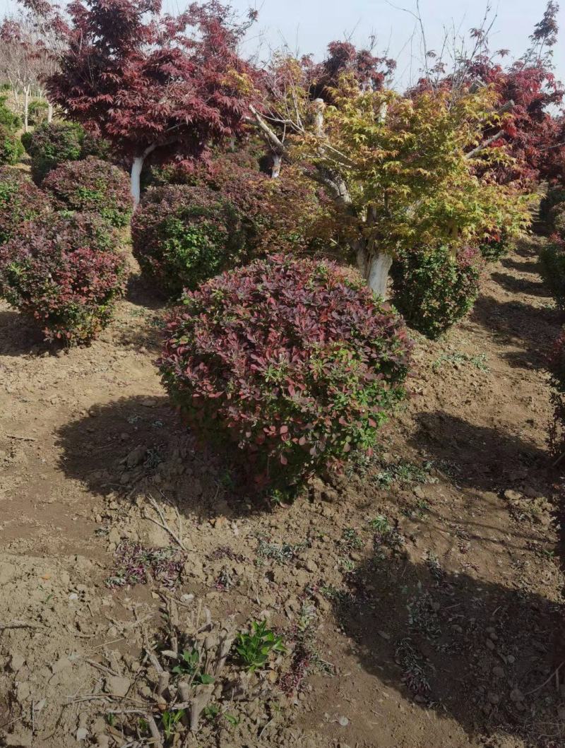 红叶小檗球35/40/50/60规格齐全成活率高价格优惠