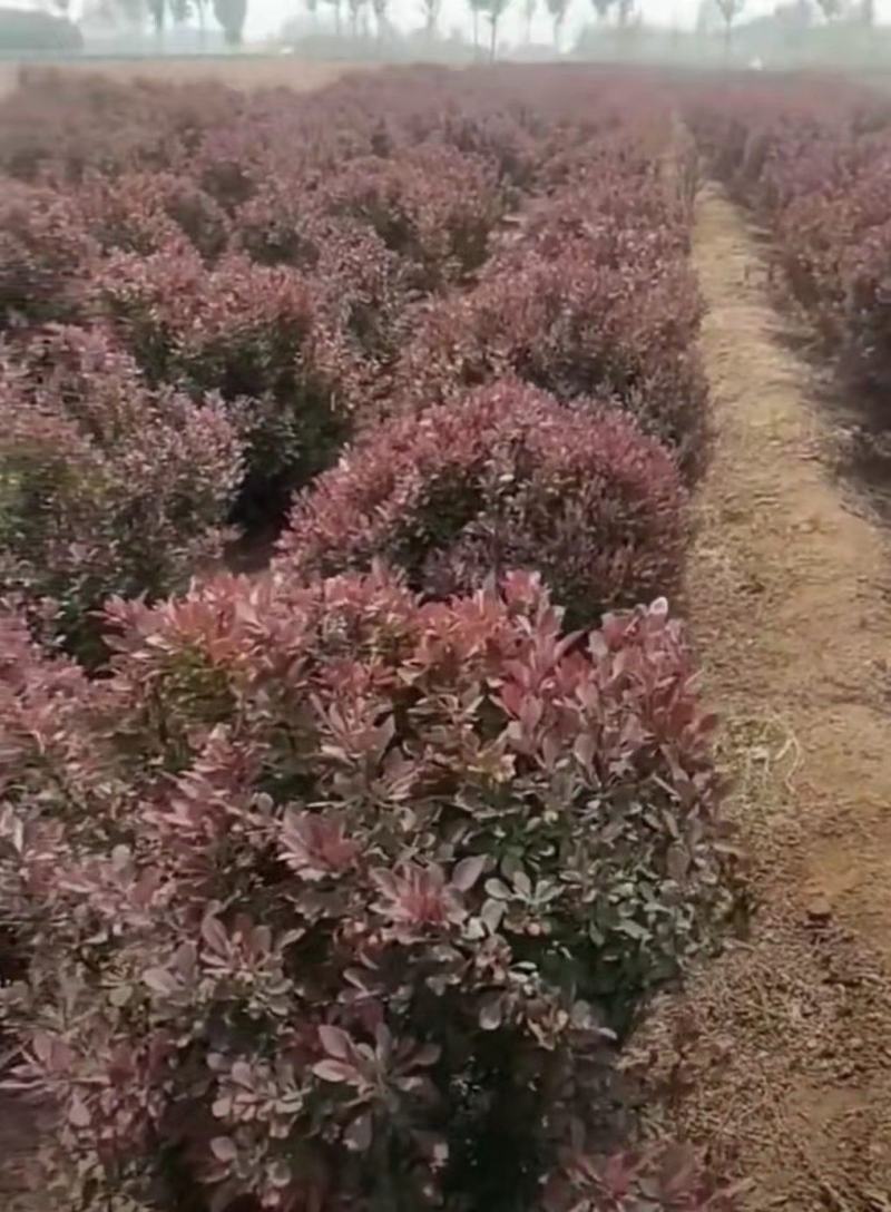 红叶小檗球35/40/50/60规格齐全成活率高价格优惠