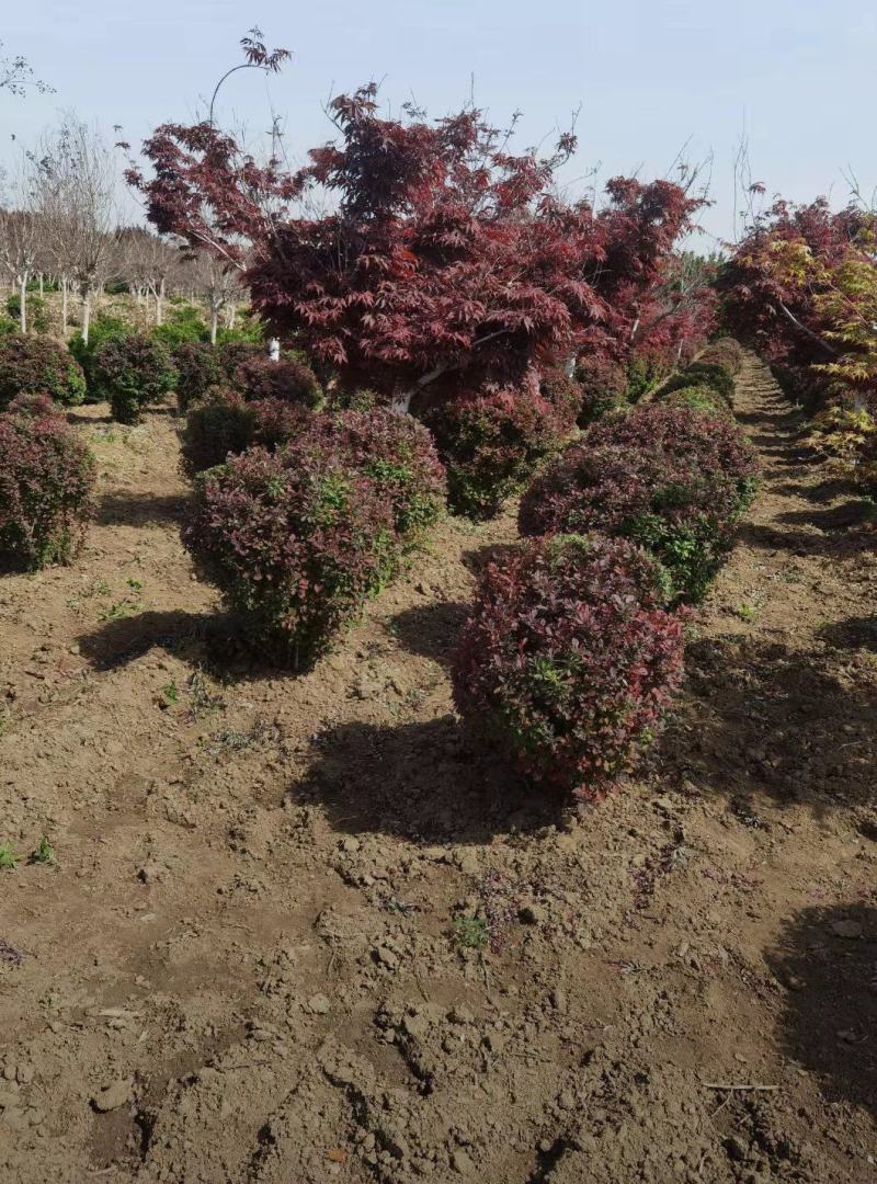 红叶小檗球35/40/50/60规格齐全成活率高价格优惠