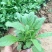 地被鼠尾草，宿根鼠尾草，大量现货，山东货源