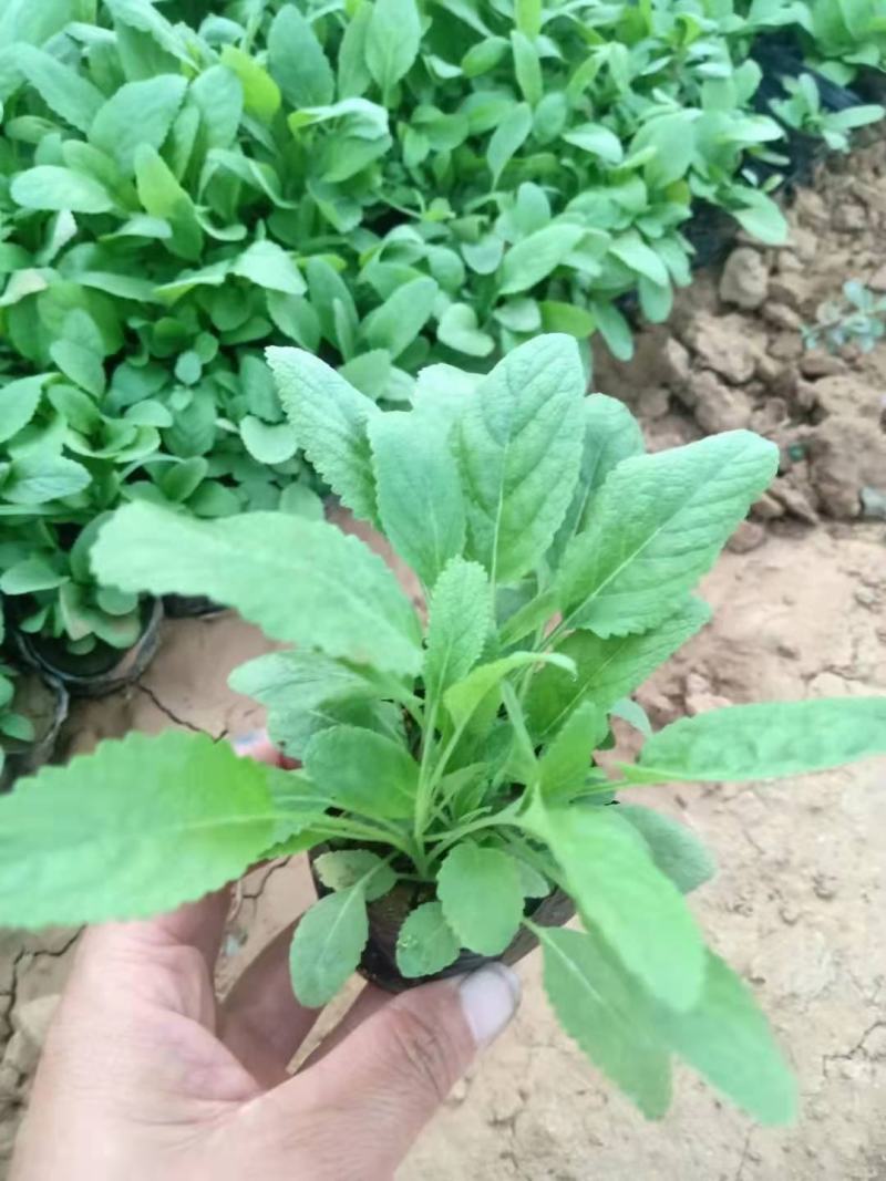 地被鼠尾草，宿根鼠尾草，大量现货，山东货源