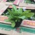 地被鼠尾草，宿根鼠尾草，大量现货，山东货源