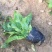 地被鼠尾草，宿根鼠尾草，大量现货，山东货源