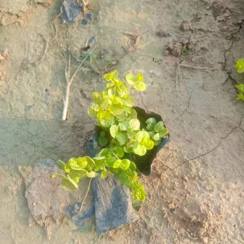 金叶过路黄，苗圃直供，一手货源，大量有货
