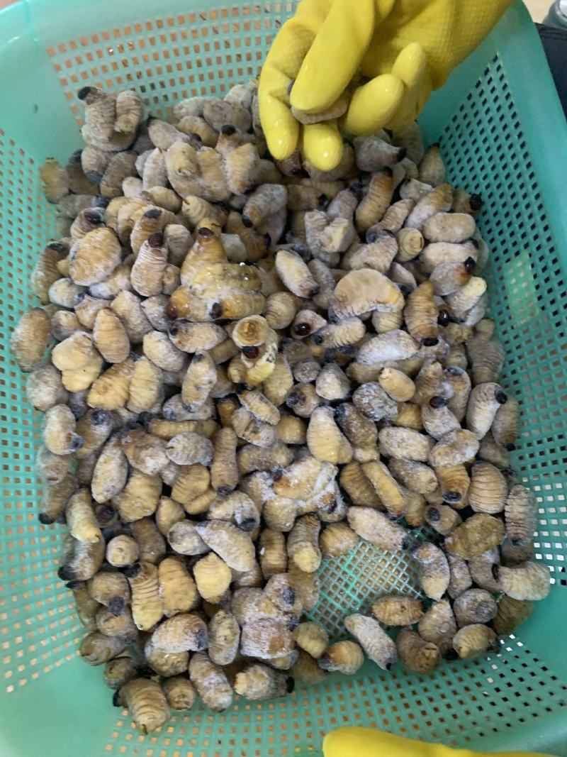 竹虫