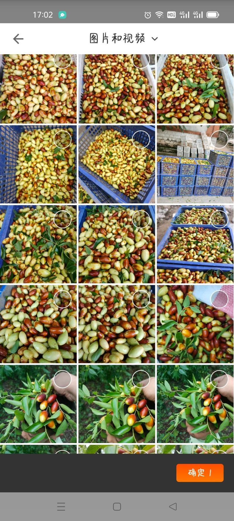 马牙枣