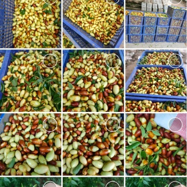 马牙枣