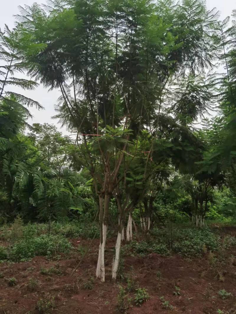 蓝花楹