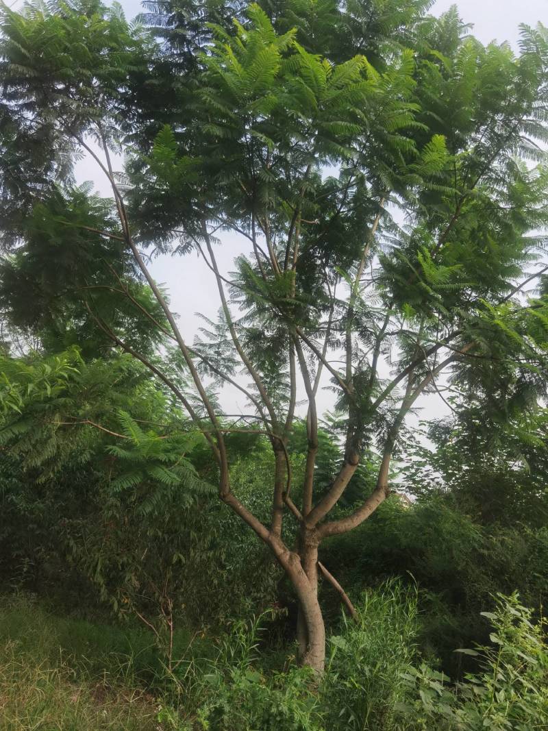 蓝花楹