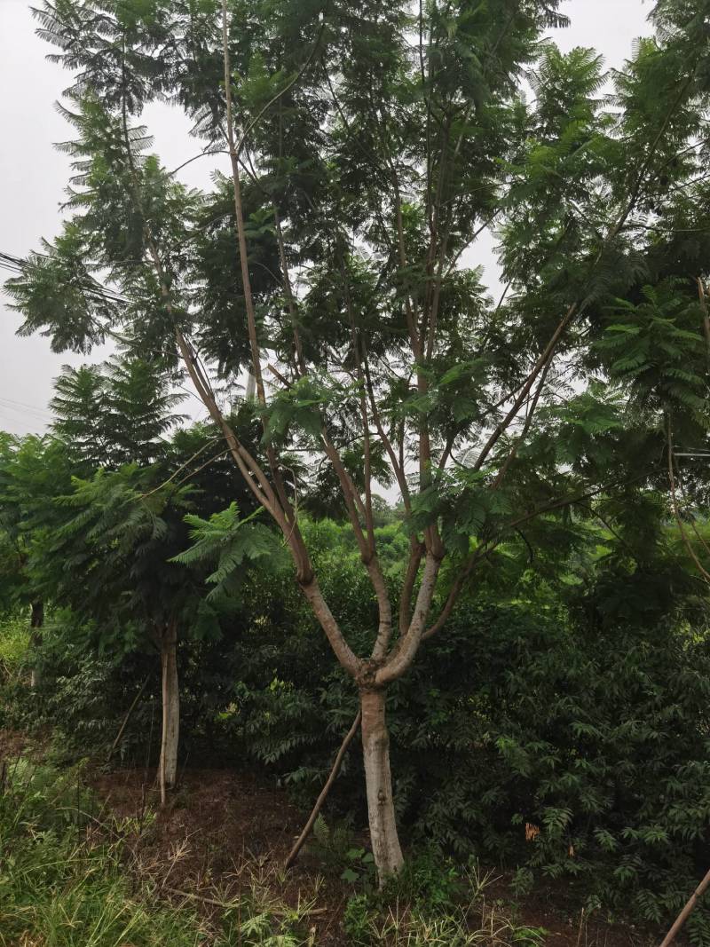 蓝花楹