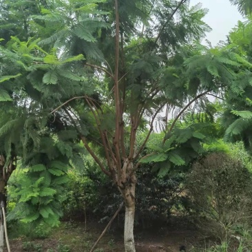 蓝花楹