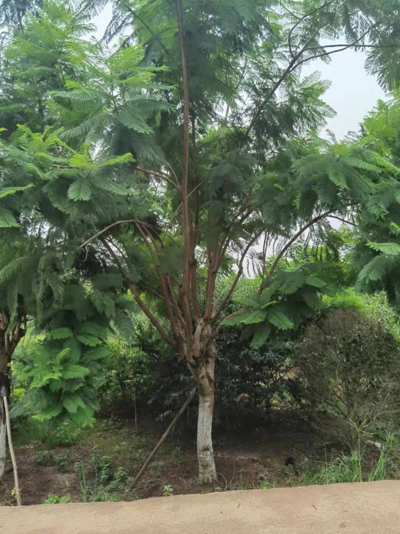 蓝花楹