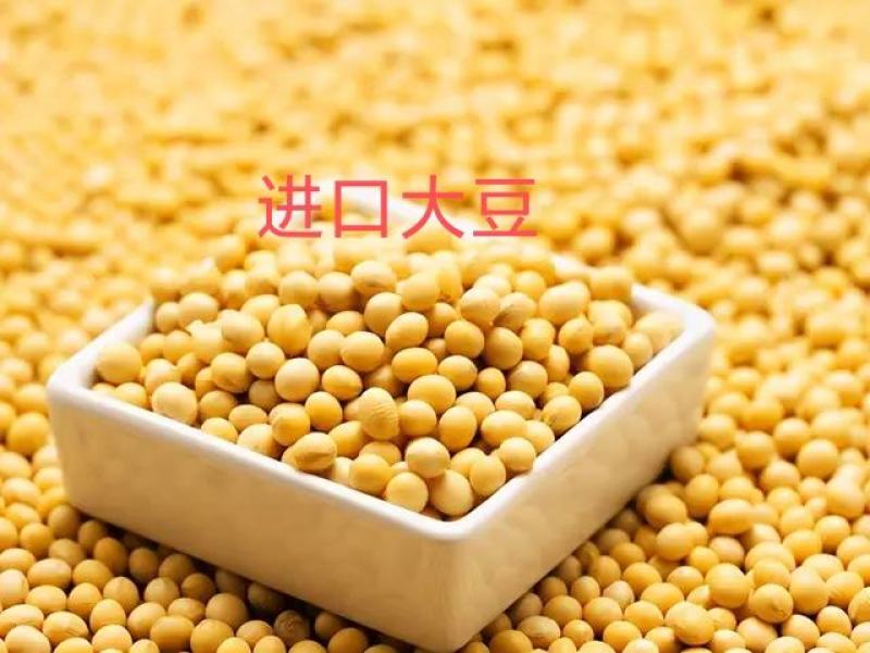 益生菌纳豆菌发酵大豆，袋装，进口非转大豆，日照港提货