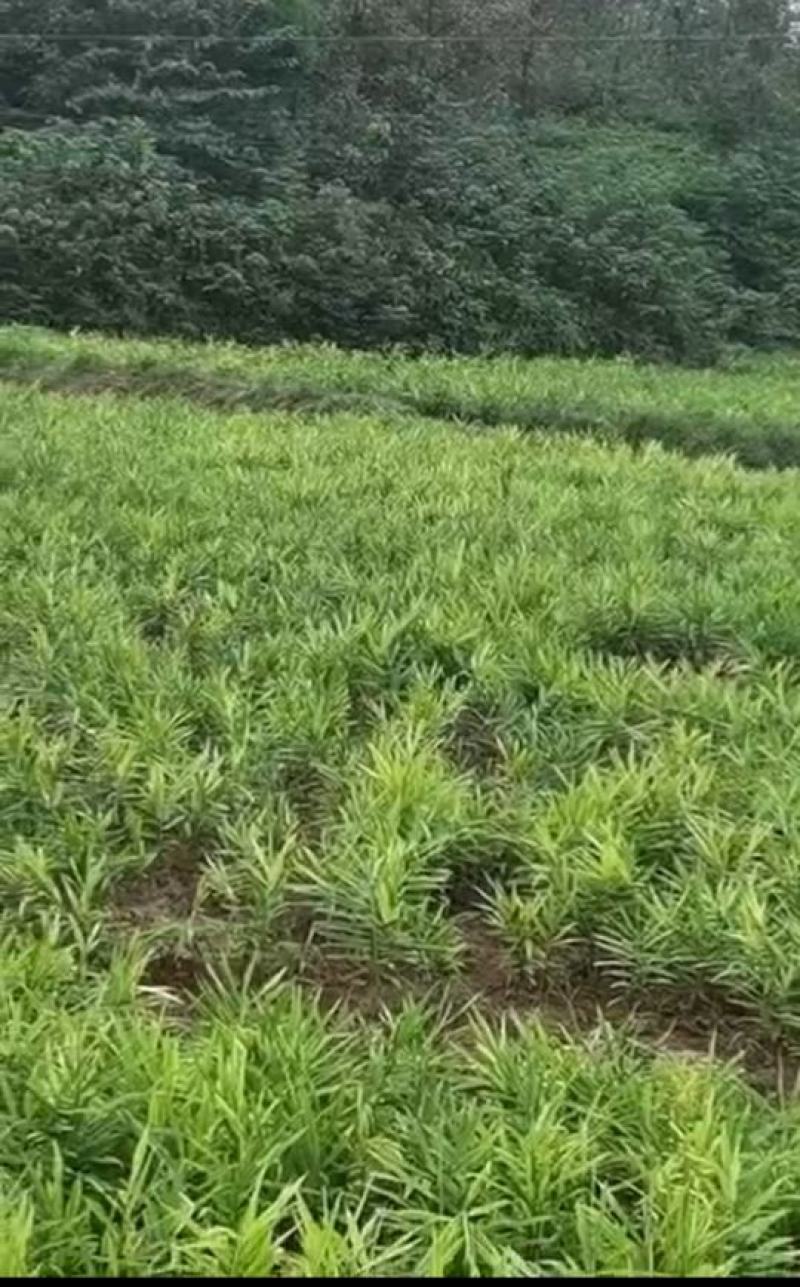 二黄姜