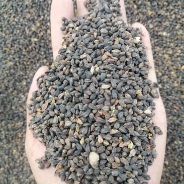 1000吨黑苦荞