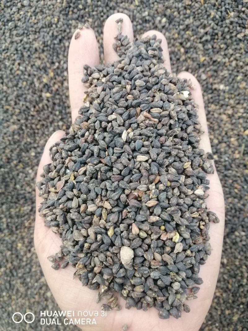 1000吨黑苦荞