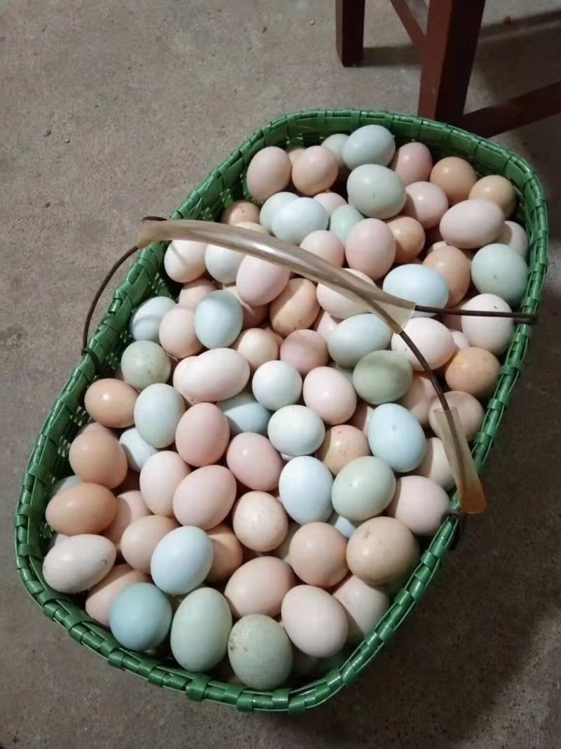 自家散养土鸡蛋