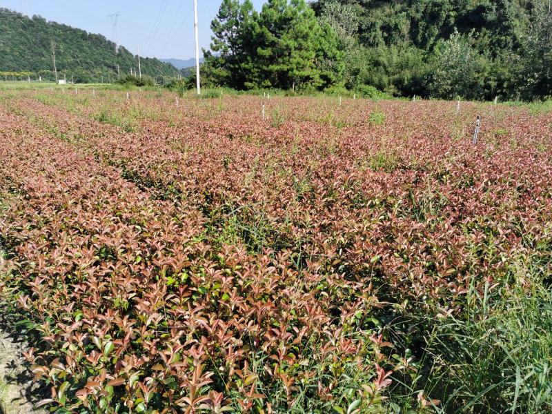 红叶石楠杯苗价格红叶石楠小苗批发